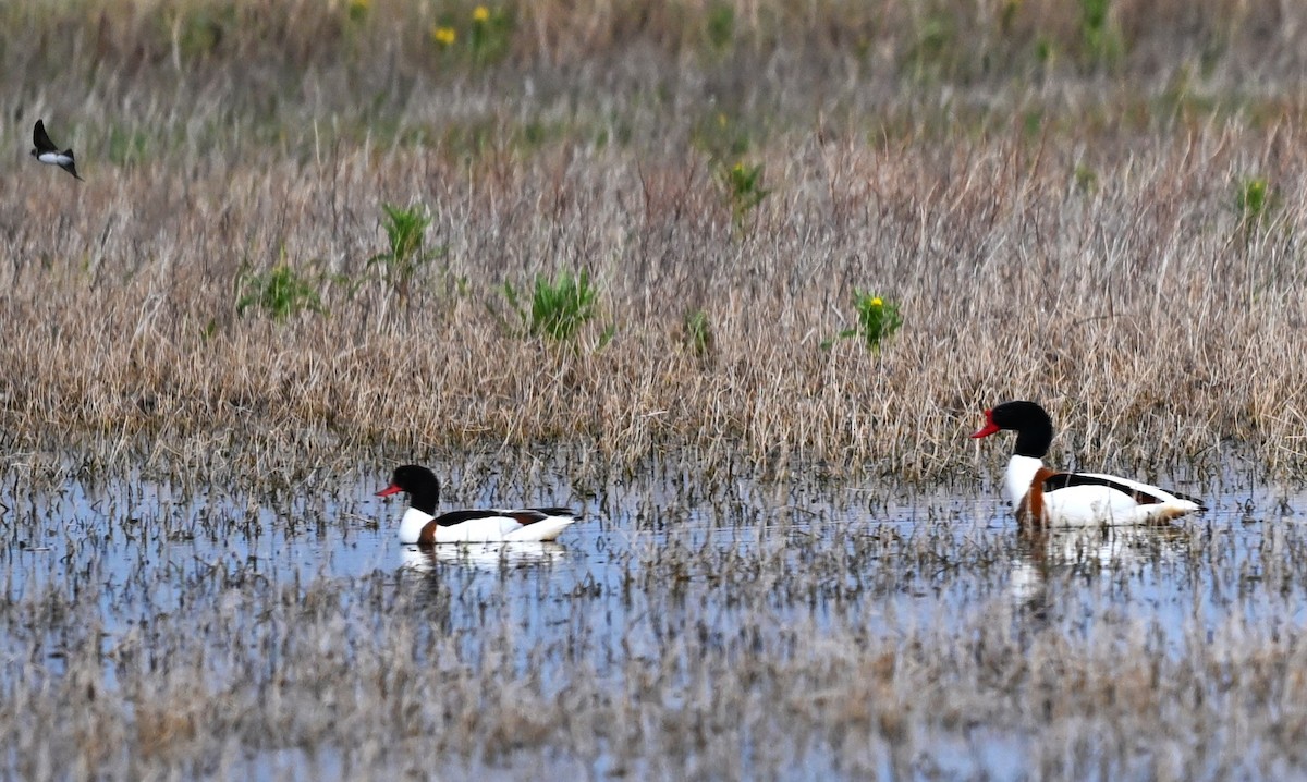 Paita arrunta - ML646939692