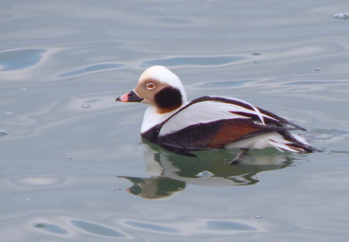 Long-tailed Duck - ML646939693