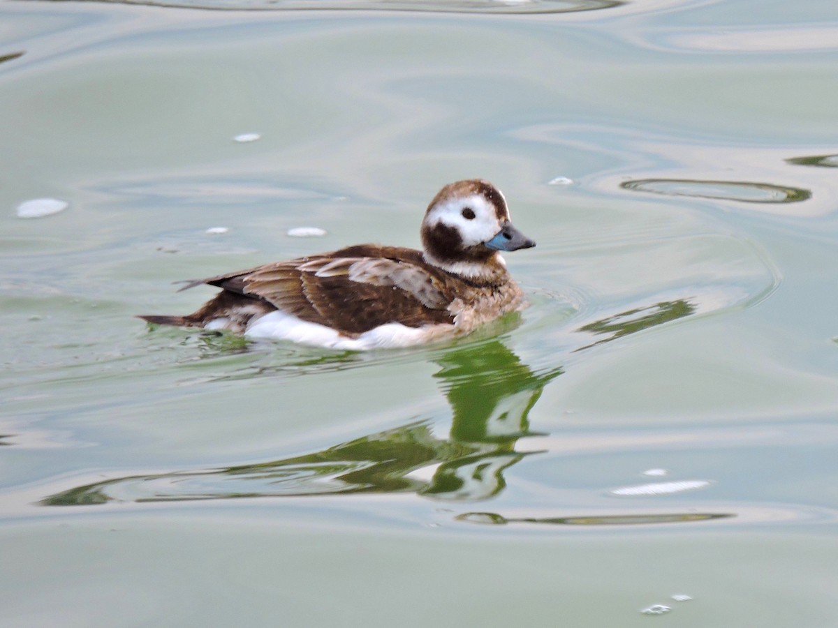 Long-tailed Duck - ML646939694
