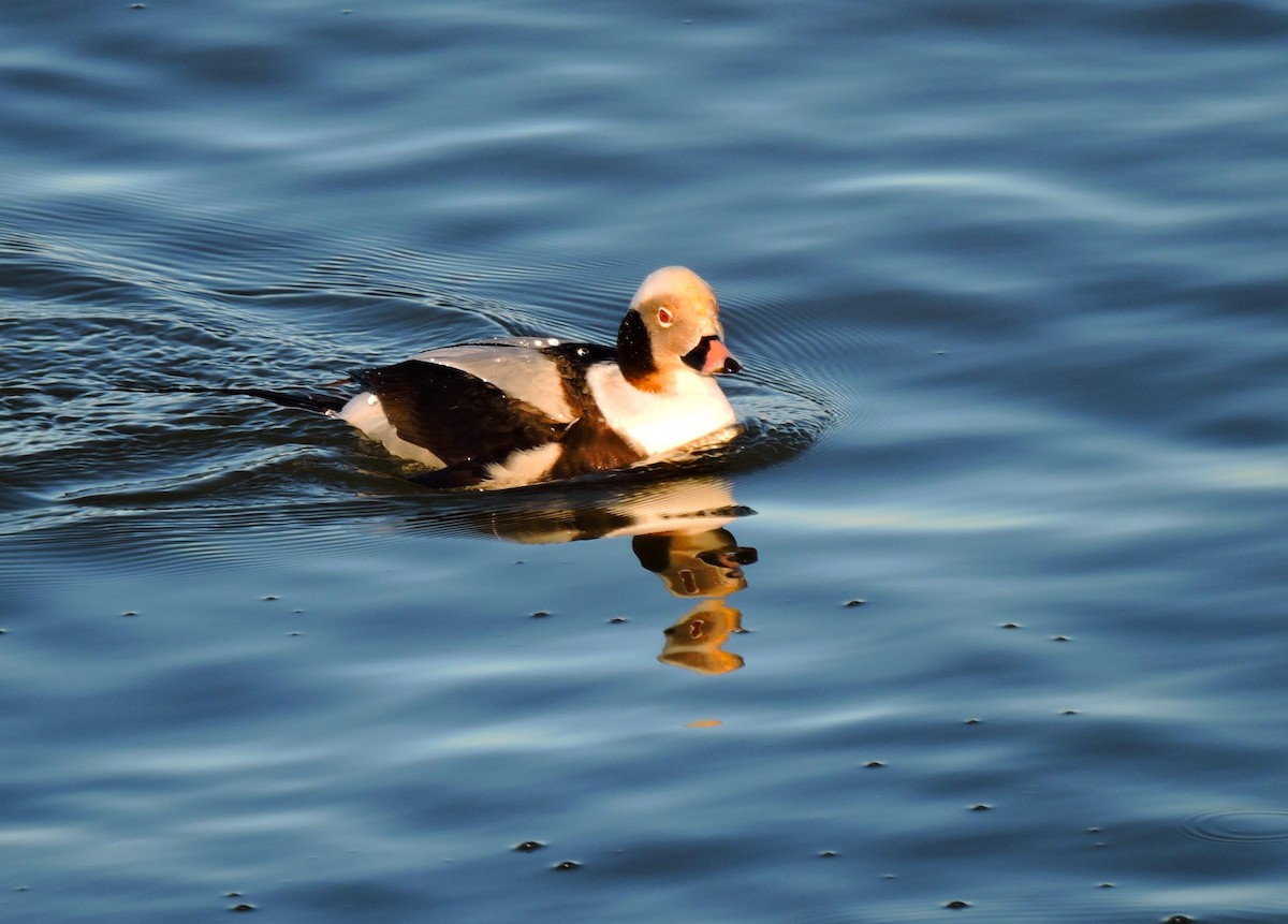 Long-tailed Duck - ML646939695