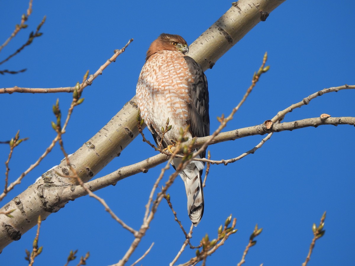Cooper's Hawk - ML646939696
