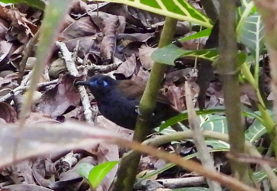 Chestnut-backed Antbird - ML646939699