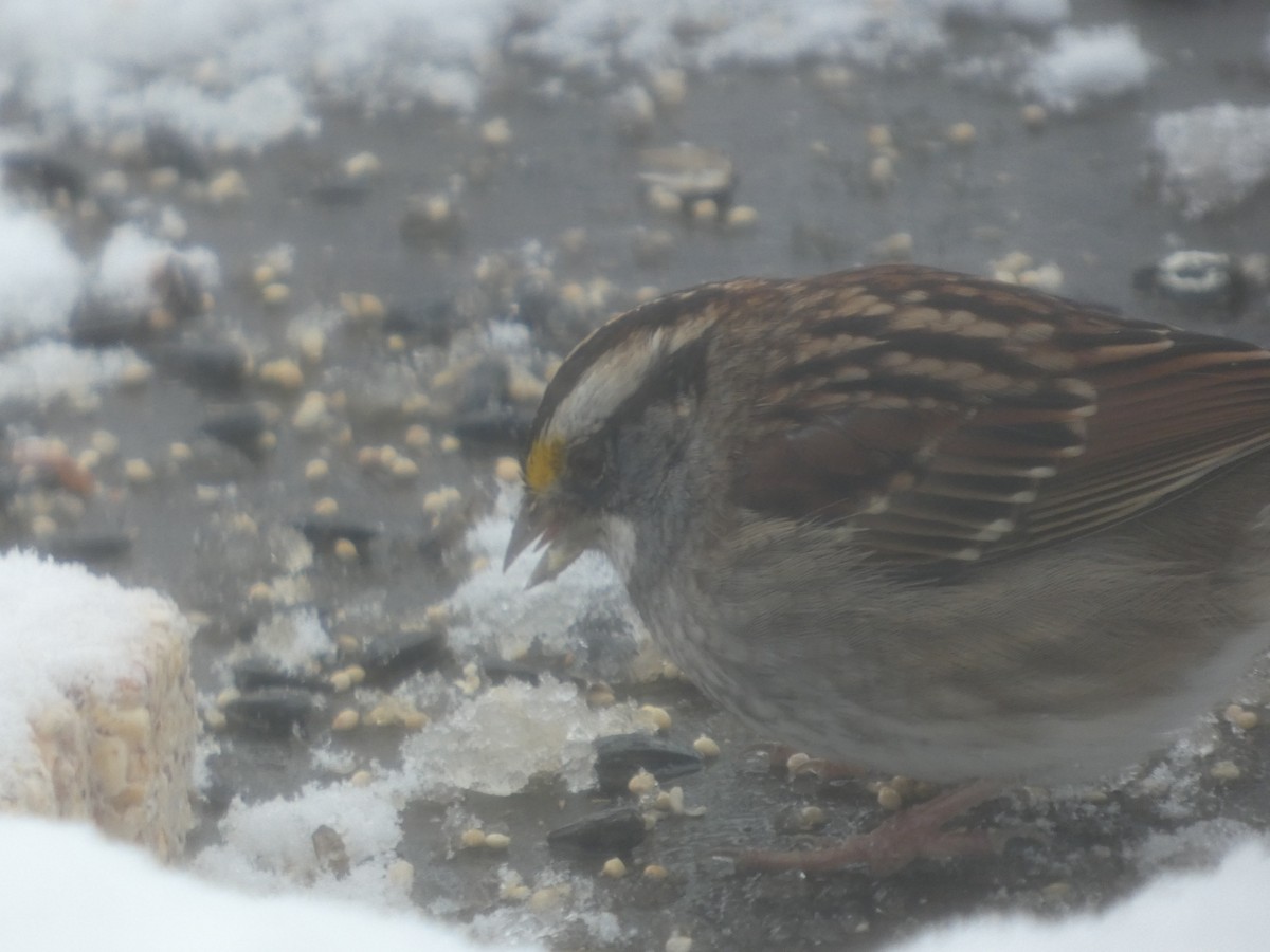 גיבתונית לבנת-גרון - ML646939701