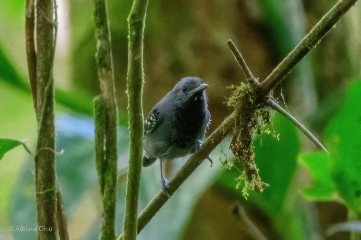 シラナミヒメアリサザイ - ML646939703