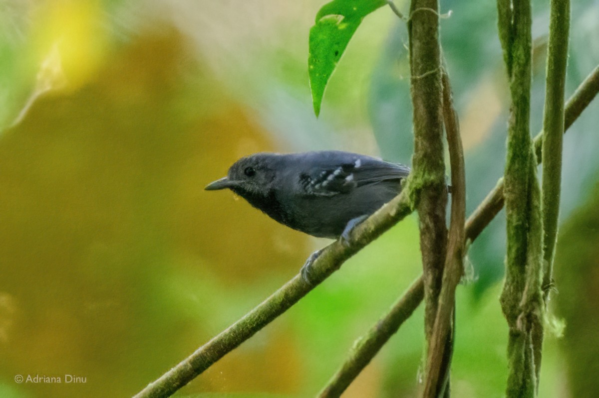 シラナミヒメアリサザイ - ML646939704