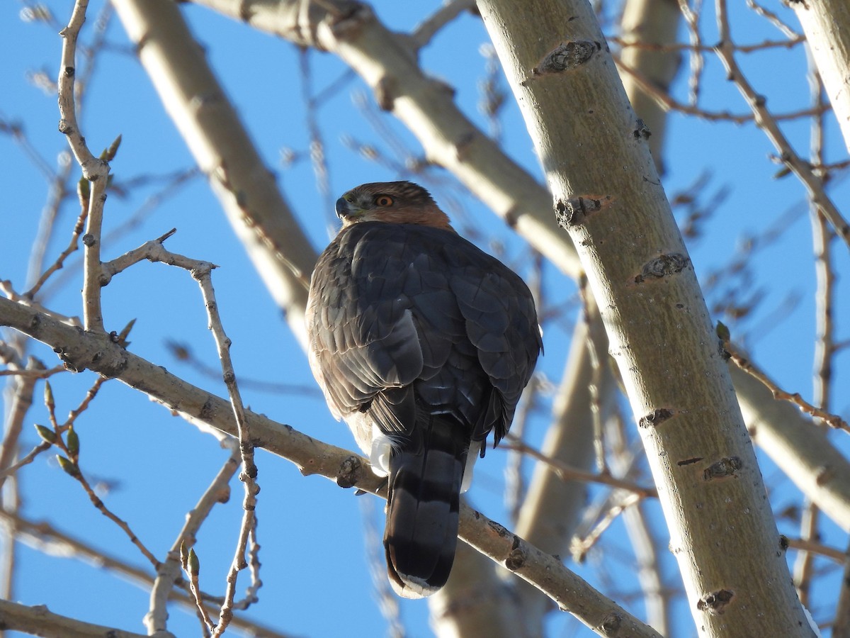 Cooper's Hawk - ML646939708