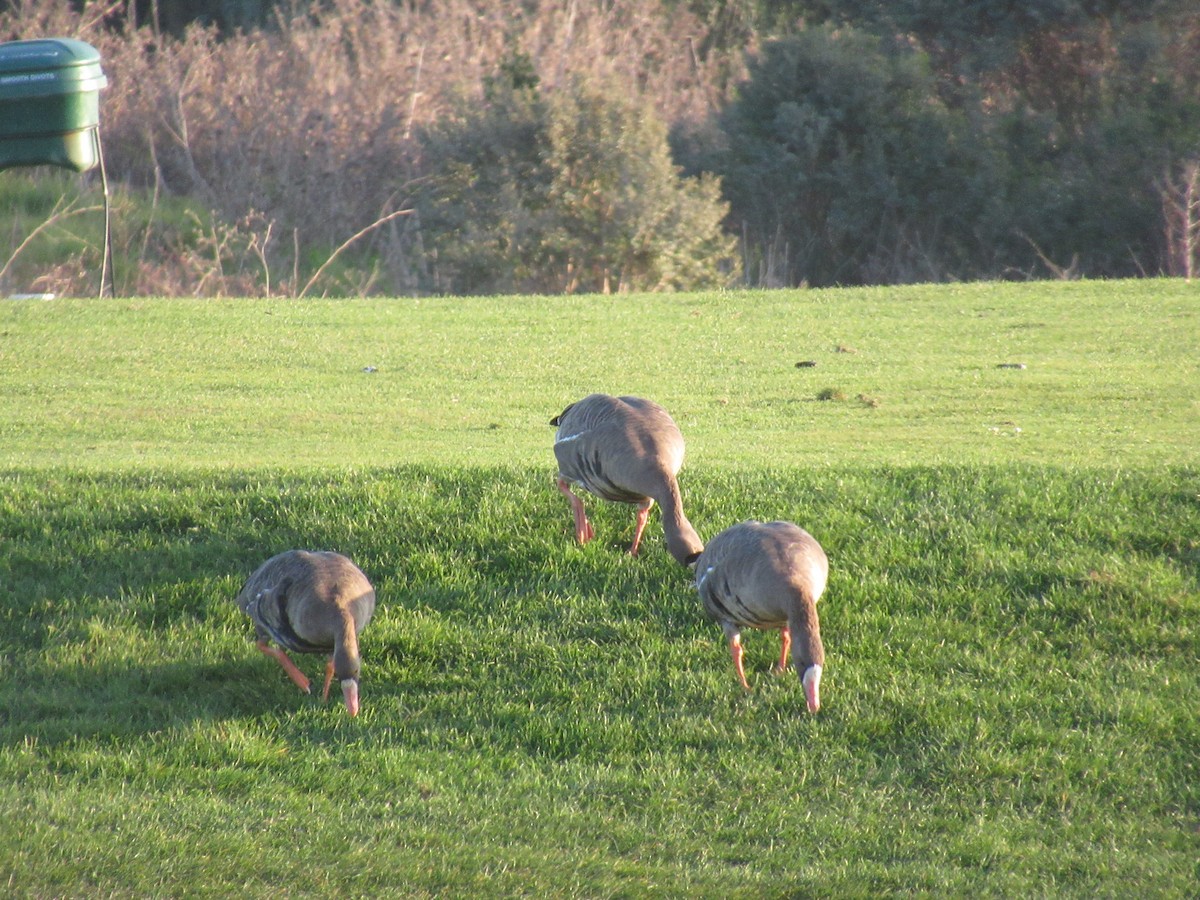 Гуска білолоба - ML646939709