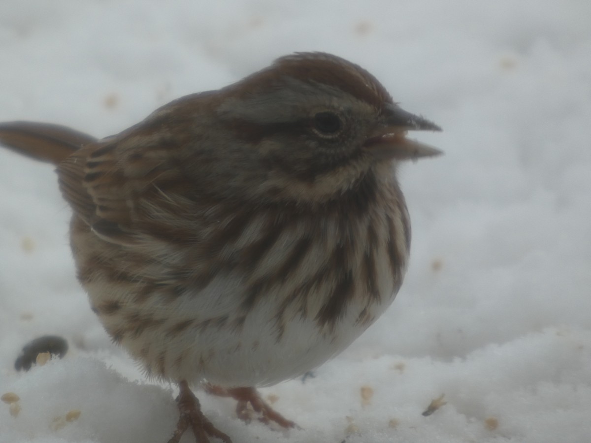 גיבתונית רוננת - ML646939711