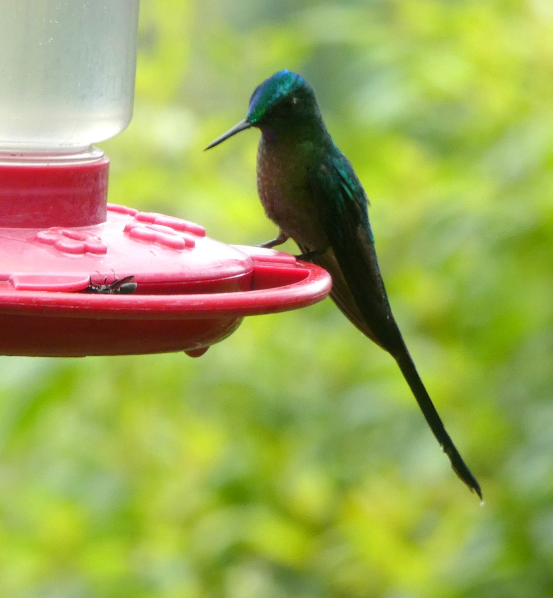 Long-tailed Sylph - ML646939714