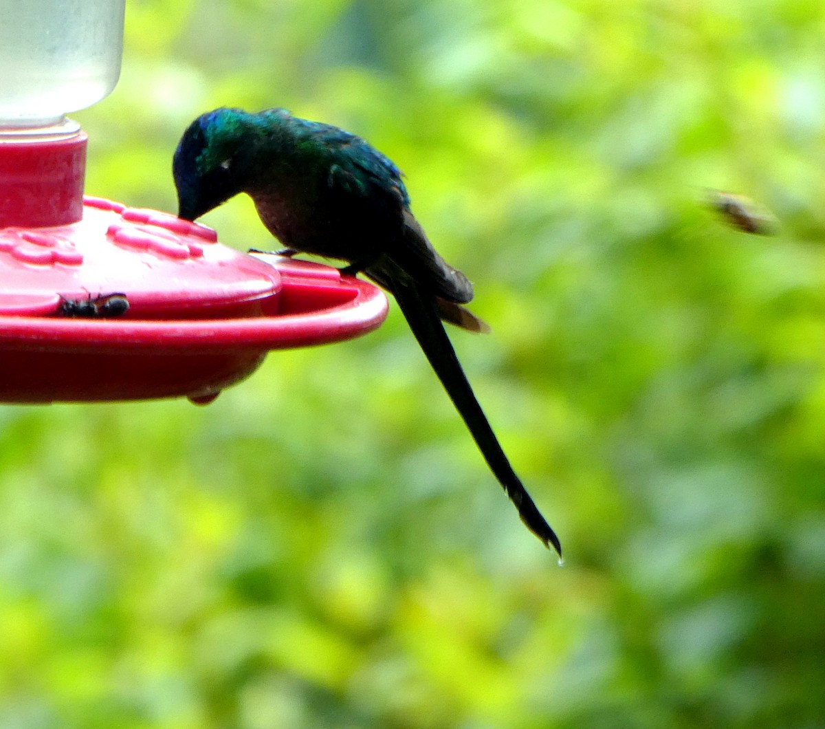 Long-tailed Sylph - ML646939715