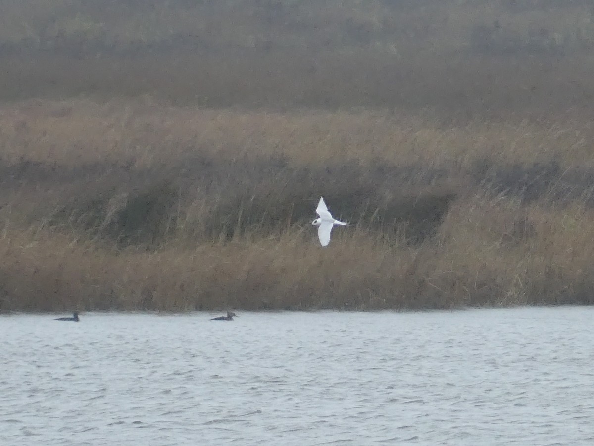 Forster's Tern - ML646939721