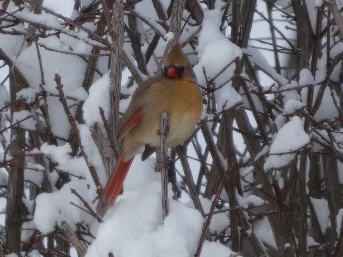 קרדינל צפוני - ML646939722