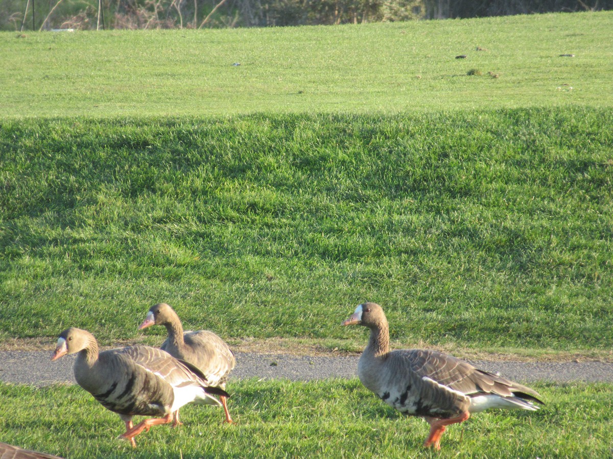 Гуска білолоба - ML646939723