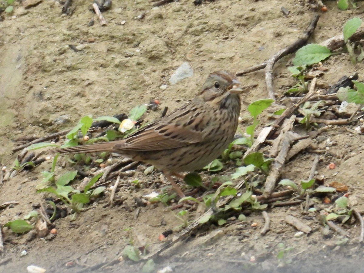 strnadec pruhohlavý - ML646939724