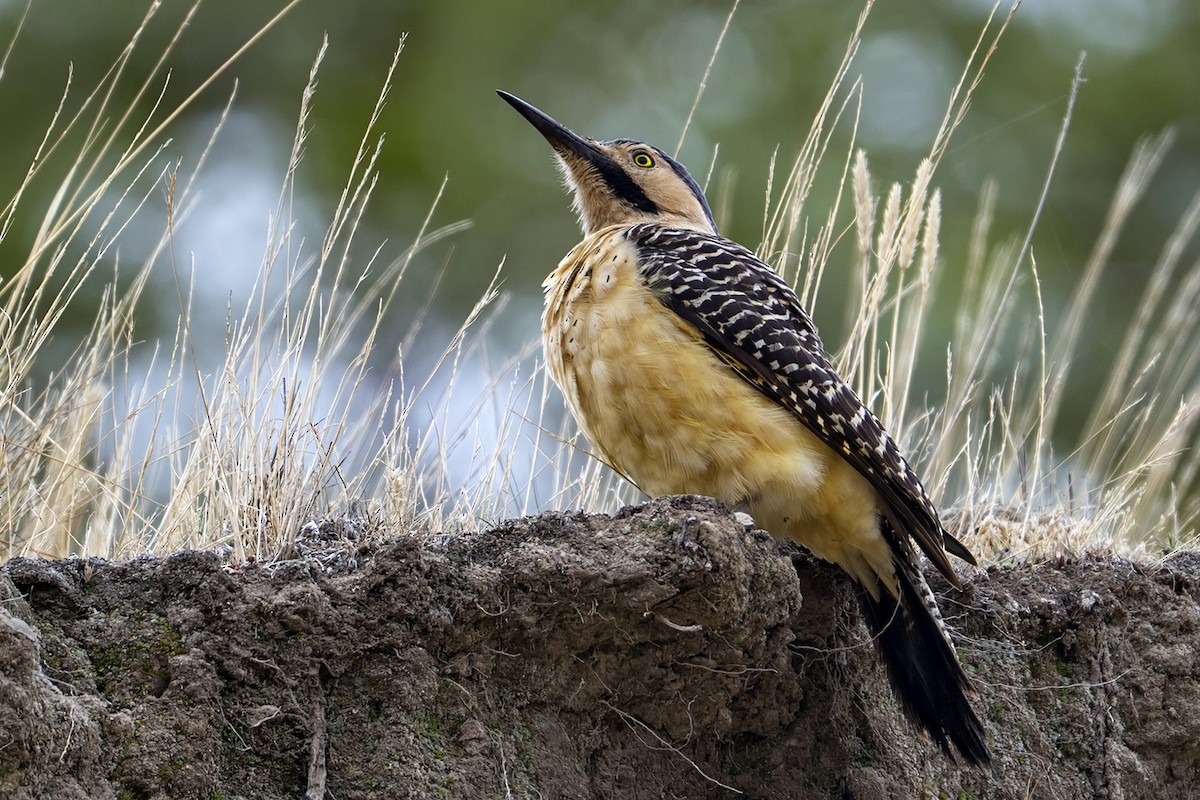 Andean Flicker - ML646939725