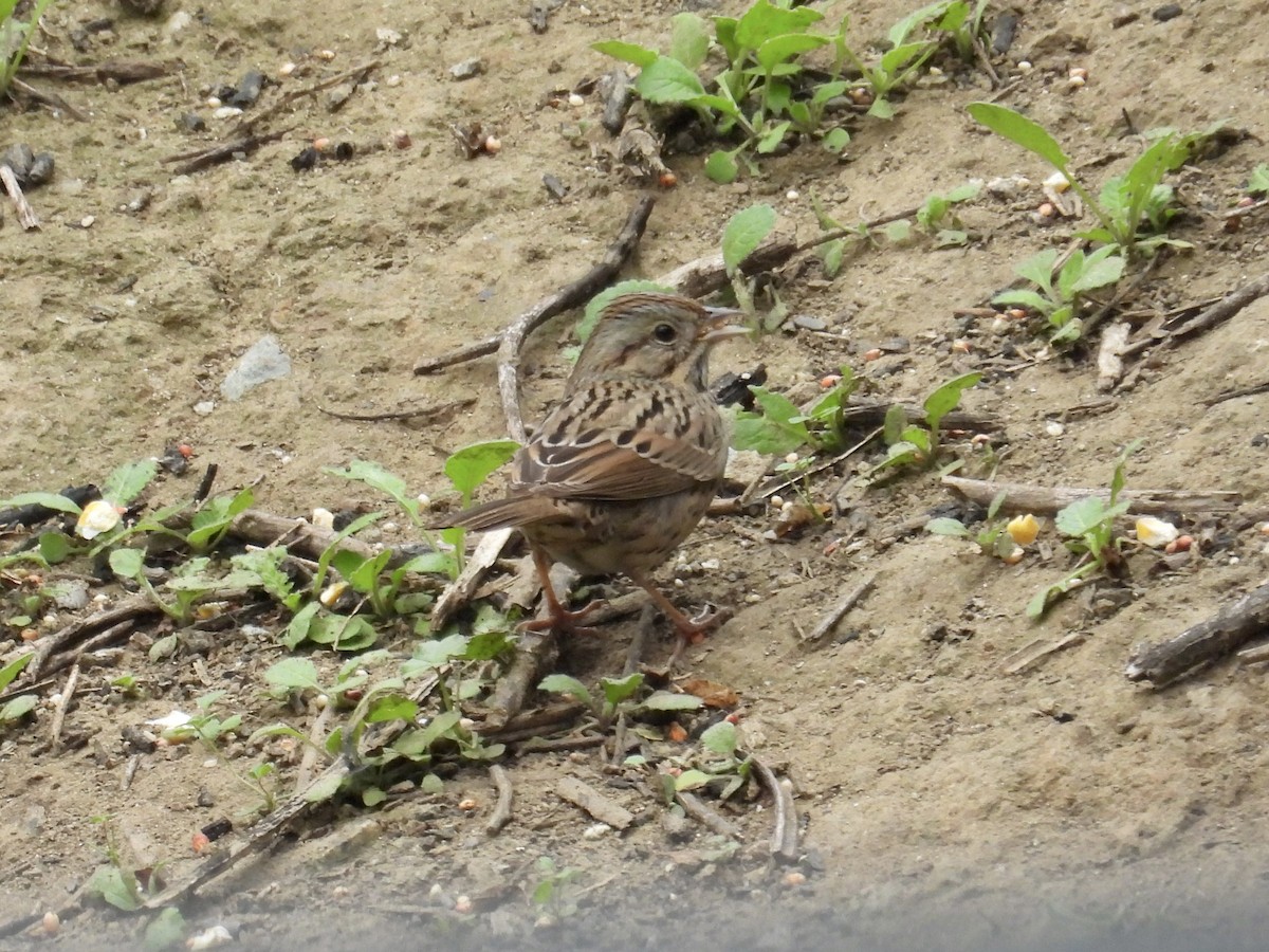 strnadec pruhohlavý - ML646939726