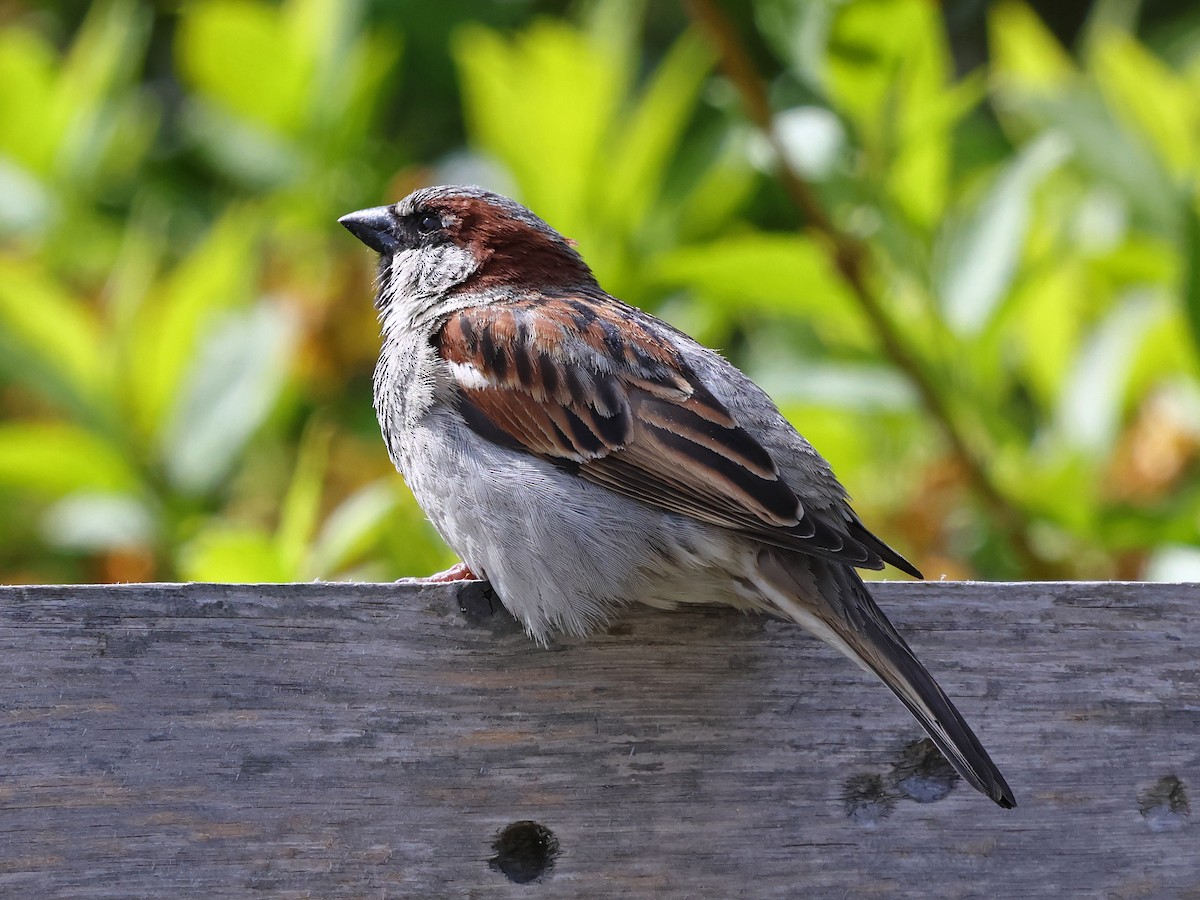 gråspurv - ML646939727