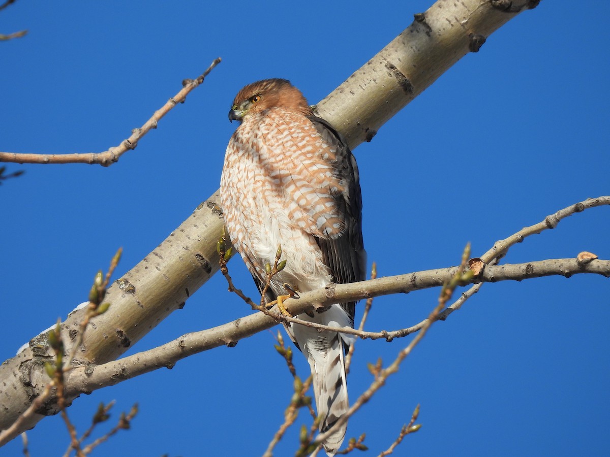 Cooper's Hawk - ML646939729