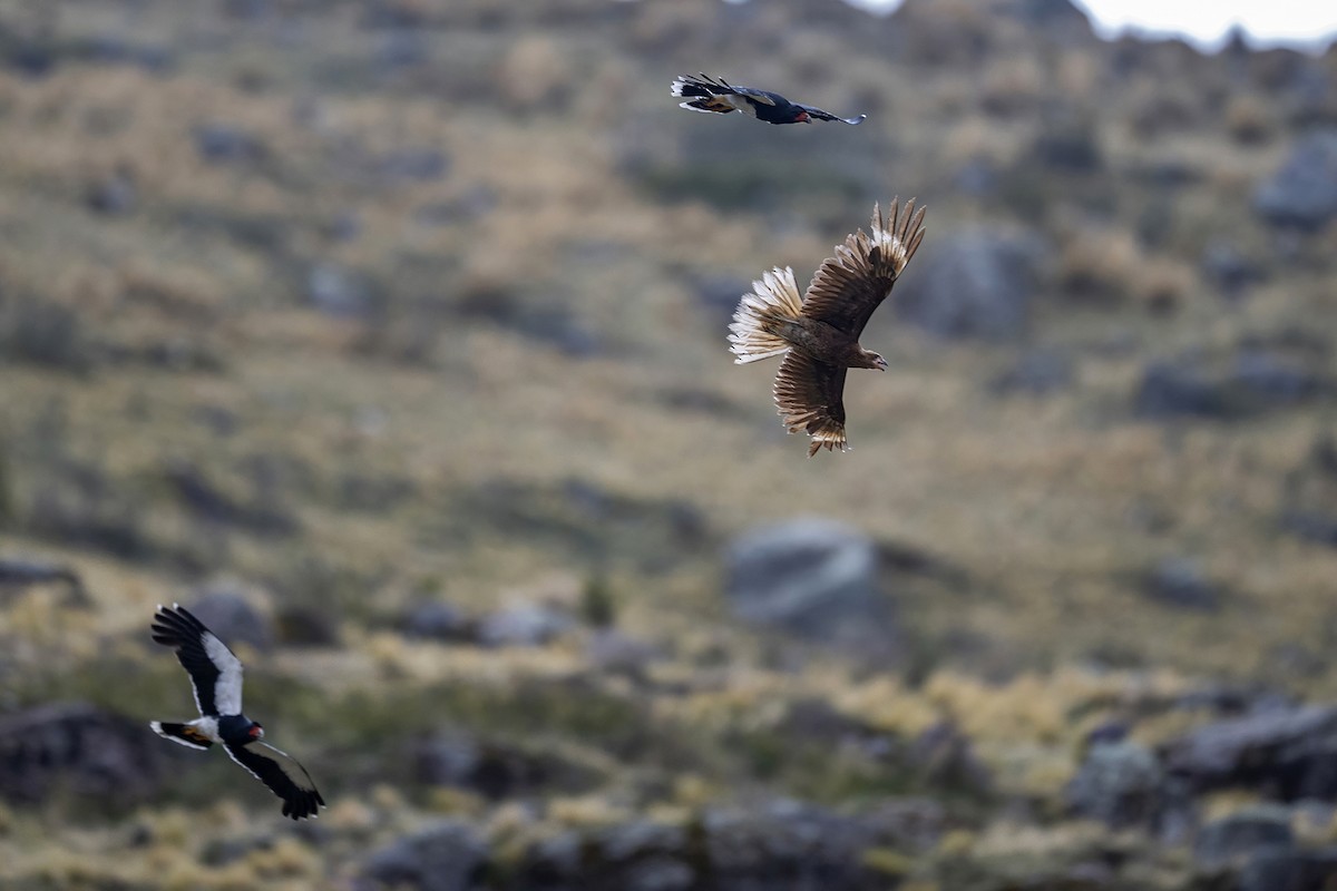 Mountain Caracara - ML646939734