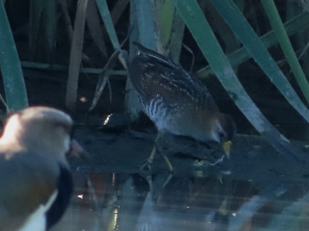 Погонич каролінський - ML646939736