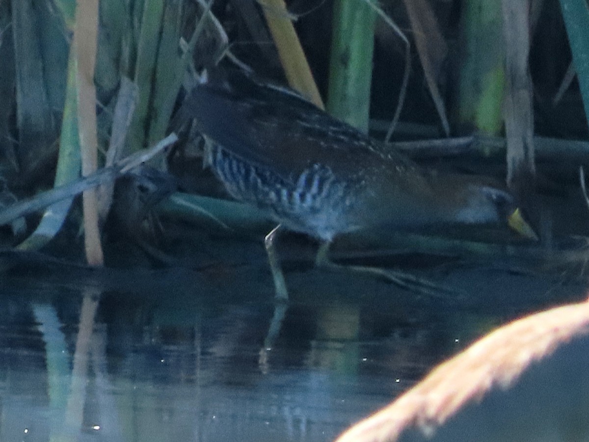 Погонич каролінський - ML646939737