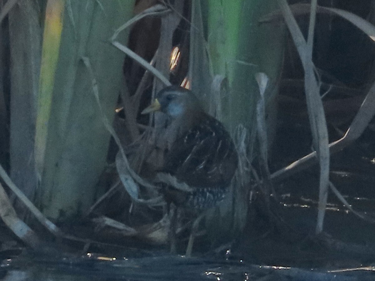 Погонич каролінський - ML646939738