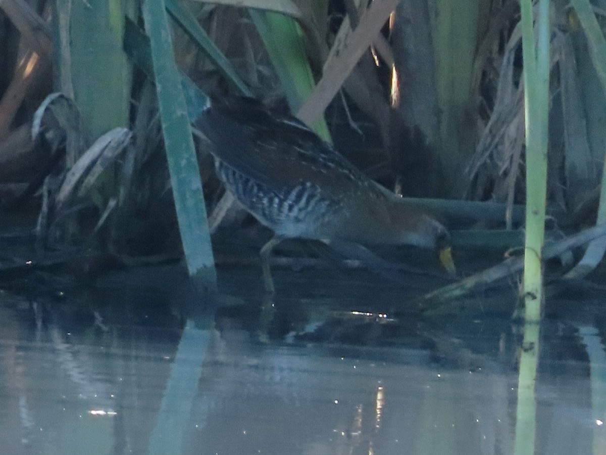 Погонич каролінський - ML646939740