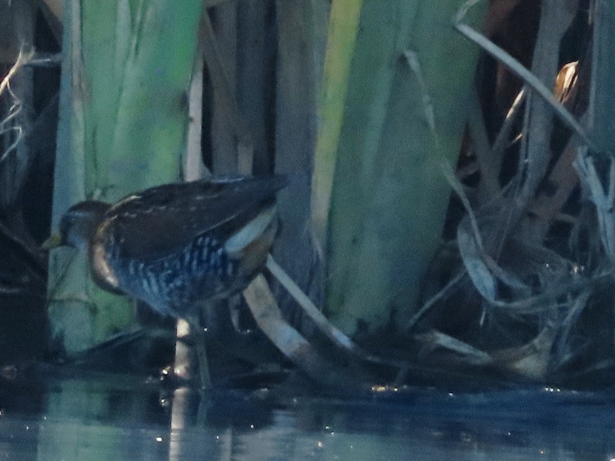 Погонич каролінський - ML646939741