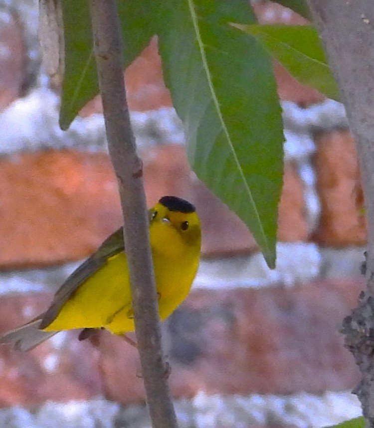 Reinita de Wilson - ML646939742