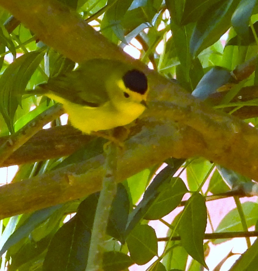 Reinita de Wilson - ML646939743