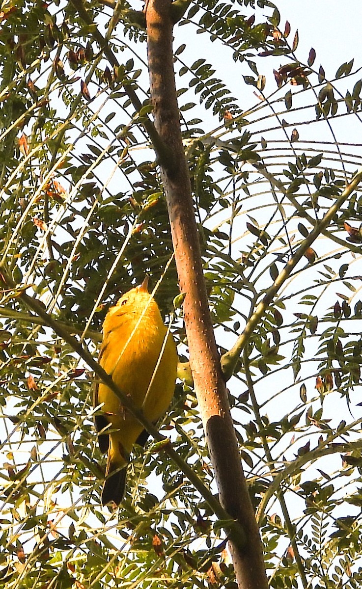 Reinita de Wilson - ML646939744