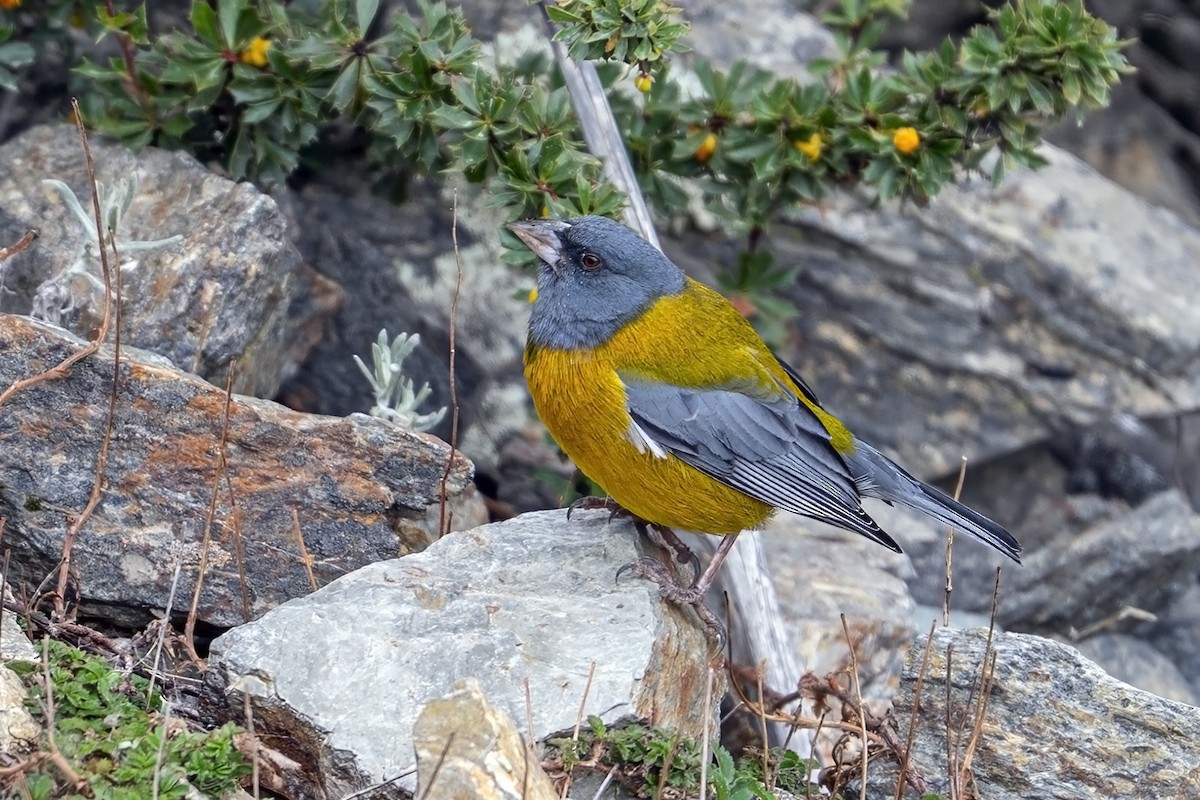 Peruvian Sierra Finch - ML646939745