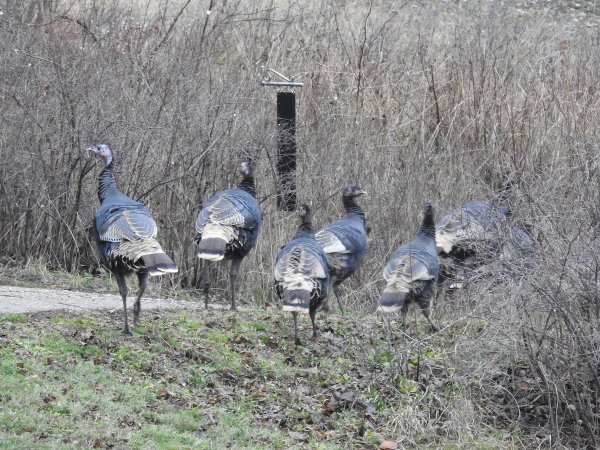 kalkun - ML646939746