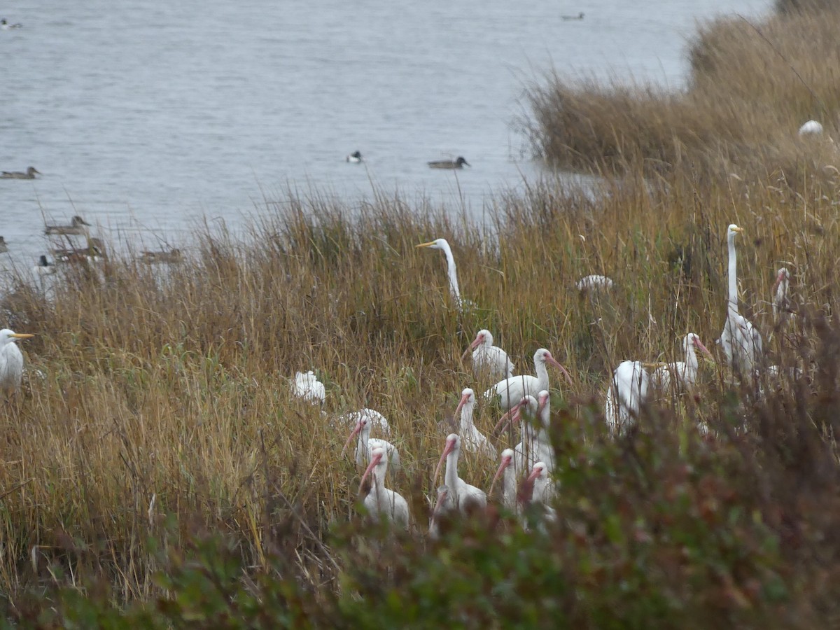 White Ibis - ML646939753