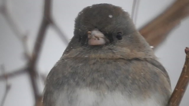 Серый юнко - ML646939767