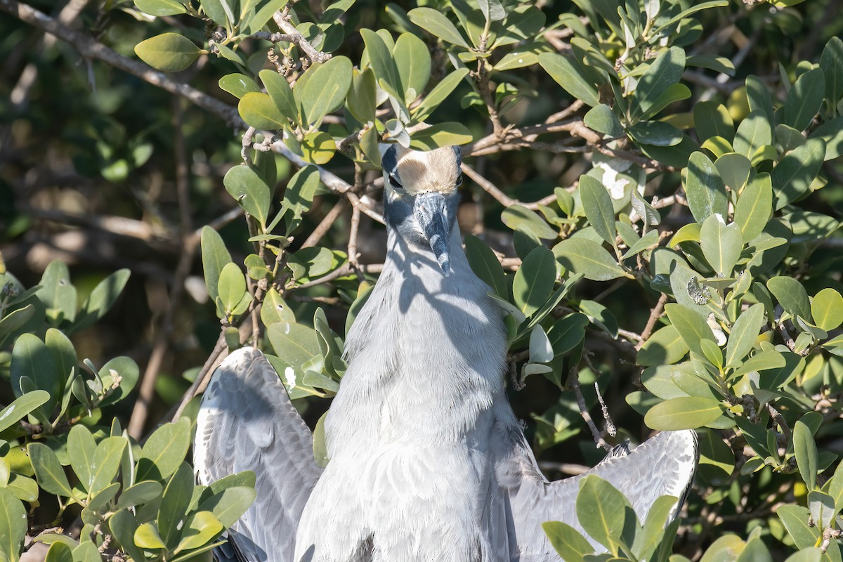 Yellow-crowned Night Heron - ML646939781