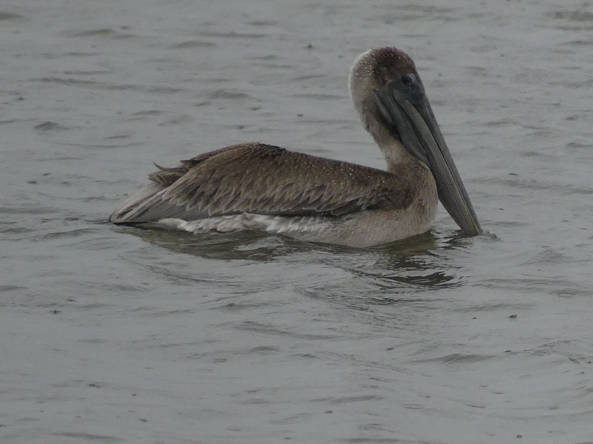 Brown Pelican - ML646939783