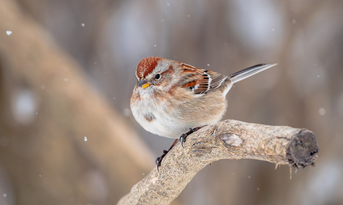 American Tree Sparrow - ML646939786