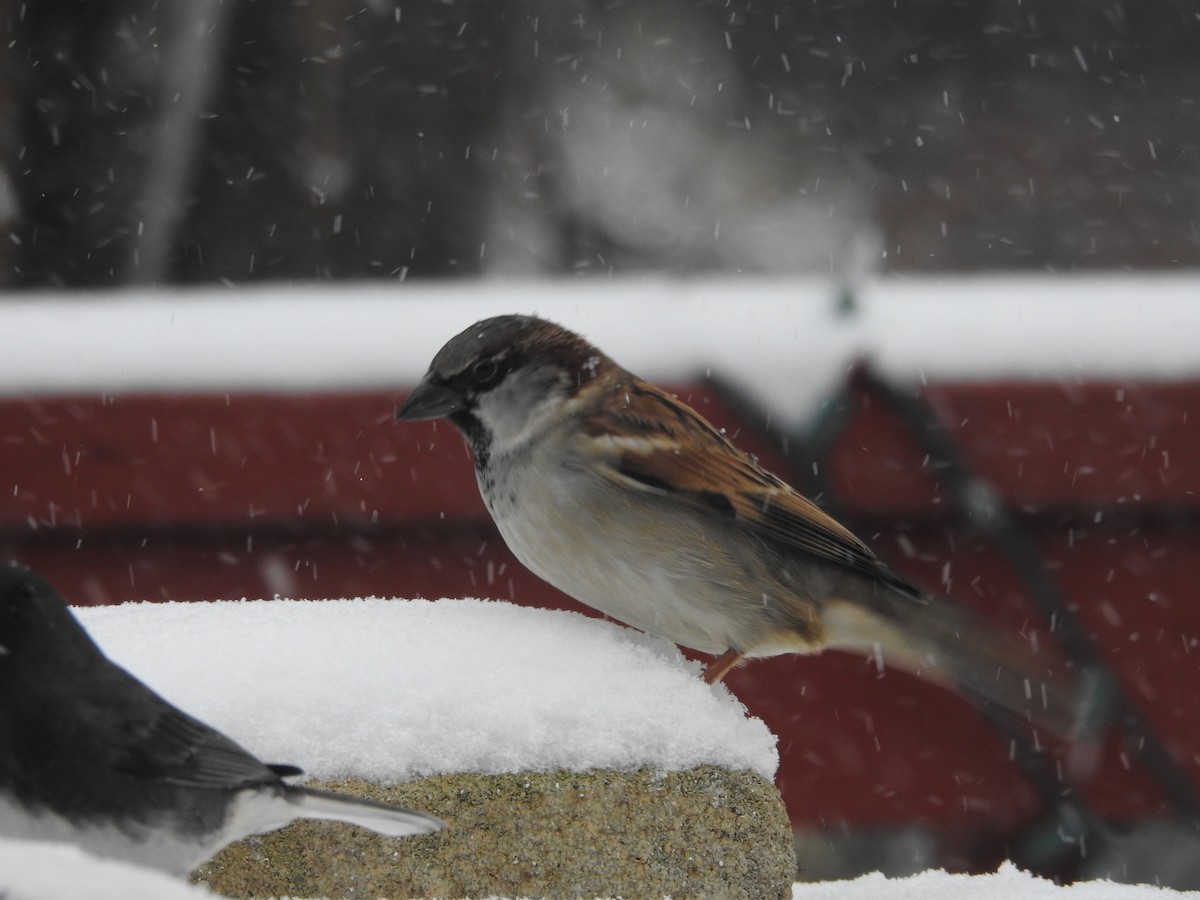 gråspurv - ML646939790