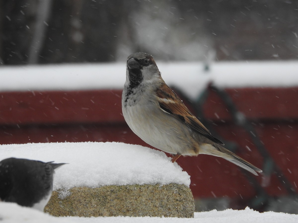 gråspurv - ML646939791