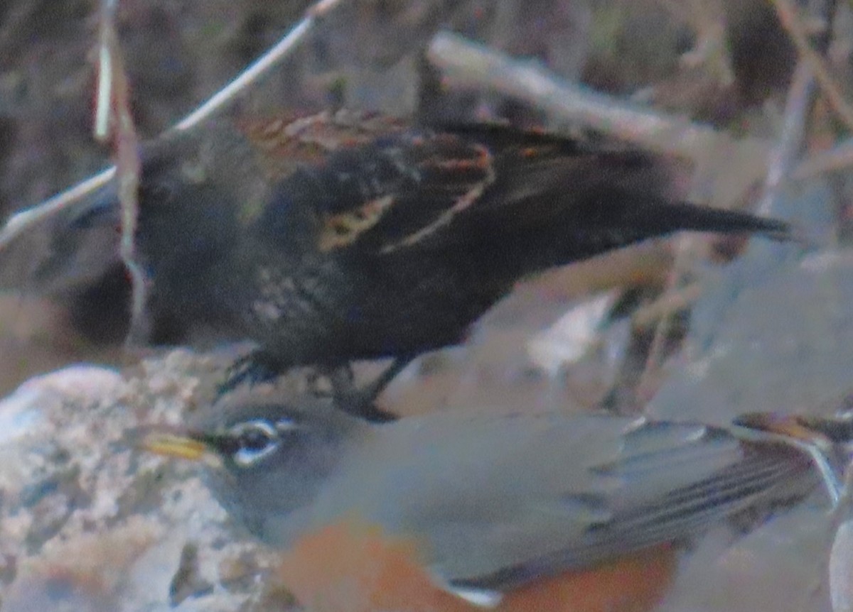 Еполетник червоноплечий - ML646939793