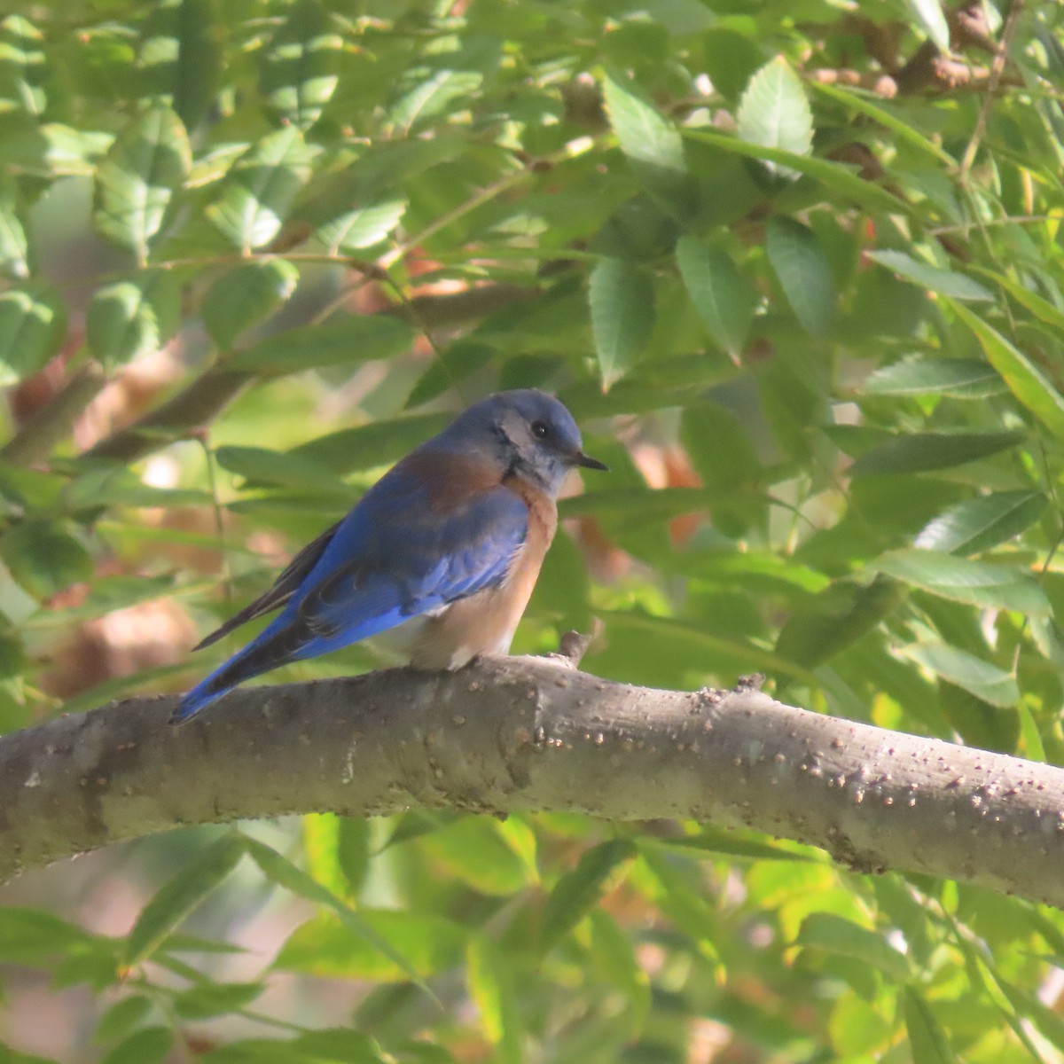 Western Bluebird - ML646939796