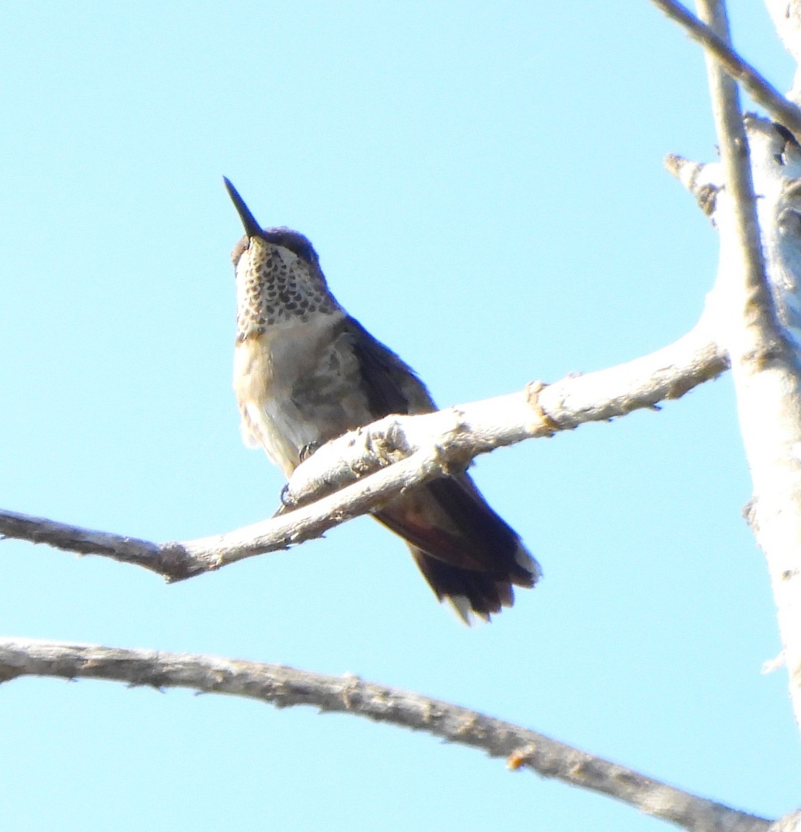 Ruby-throated Hummingbird - ML646939797
