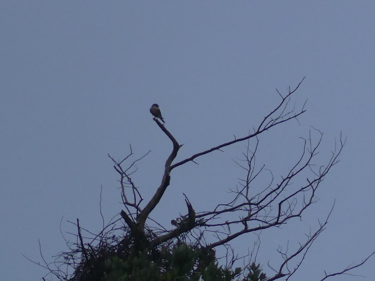American Kestrel - ML646939802