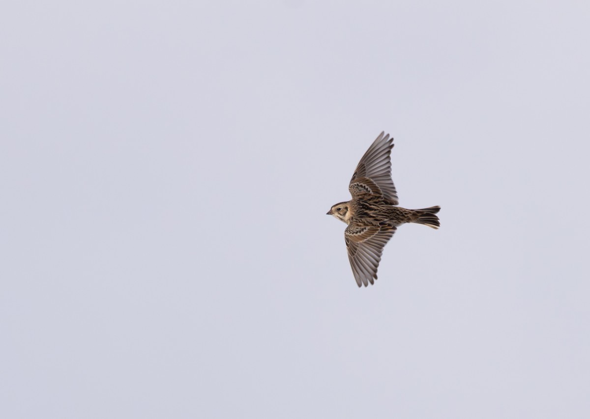 Lapland Longspur - ML646939803