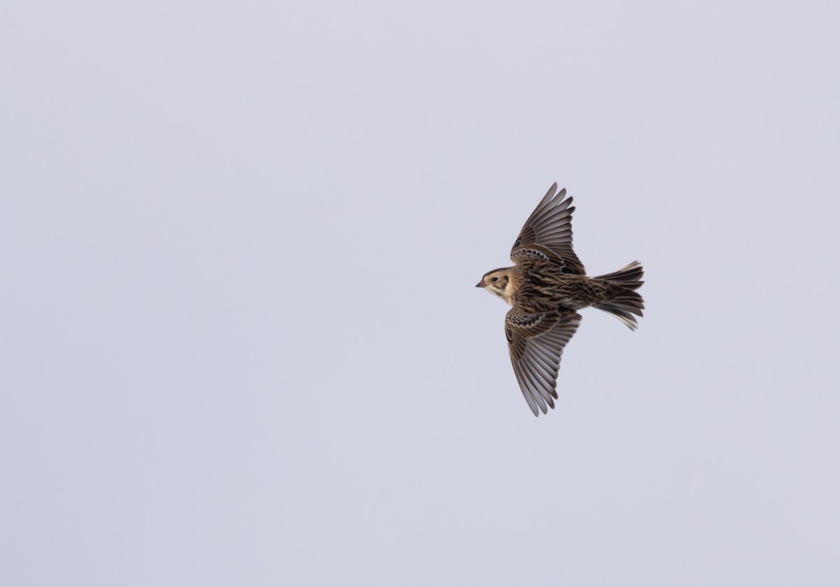 Lapland Longspur - ML646939804