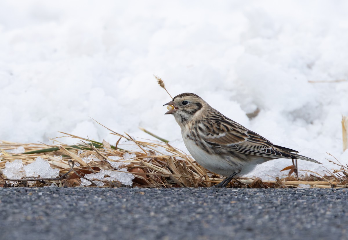 Lapland Longspur - ML646939805