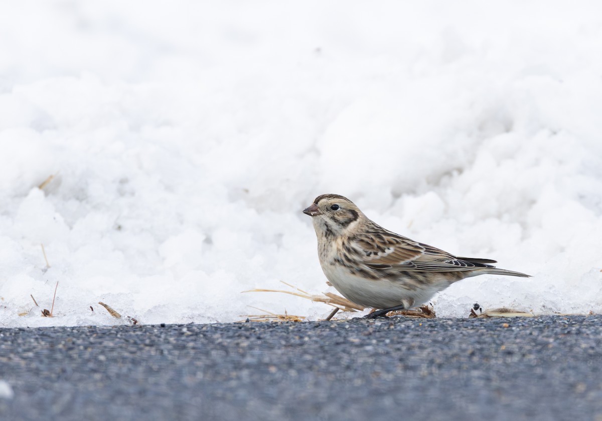 Lapland Longspur - ML646939806