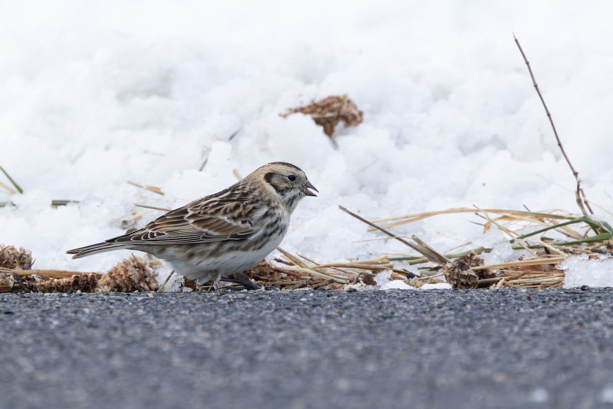 Lapland Longspur - ML646939807
