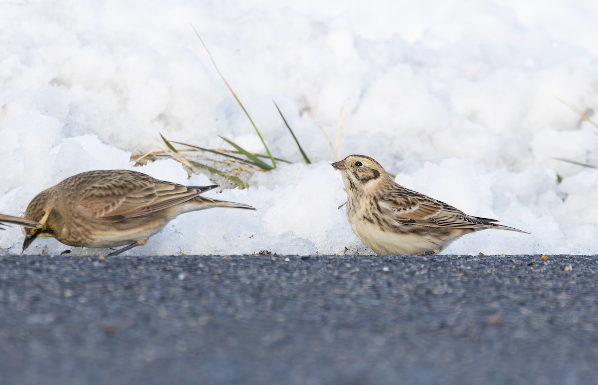 Lapland Longspur - ML646939808